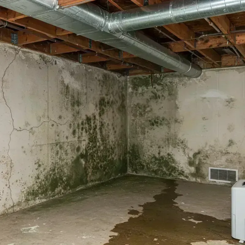 Professional Mold Removal in Gibson City, IL